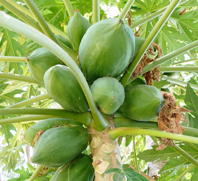 papaja strom